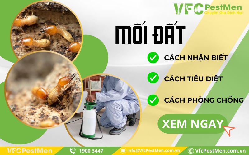 Mối Đất là gì? cách Nhận Biết – Tiêu Diệt – Phòng Chống