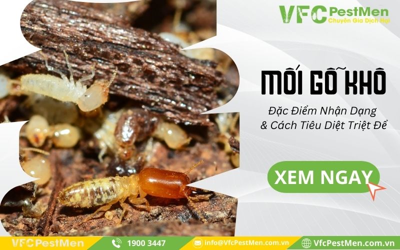 Mối Gỗ Khô - Đặc Điểm Nhận Dạng & Cách Tiêu Diệt Triệt Để