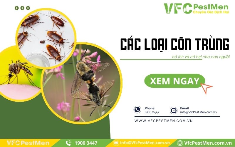 Tất tần tật các loại côn trùng có ích và có hại cho con người