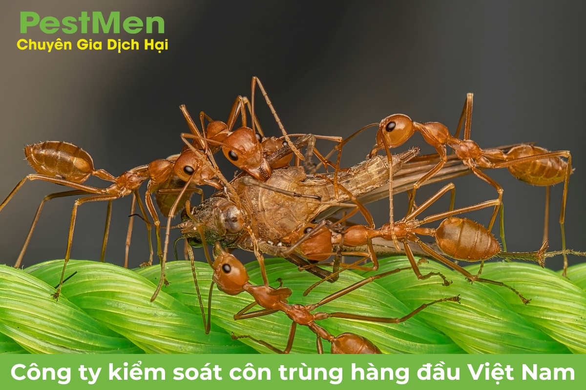 Kiến