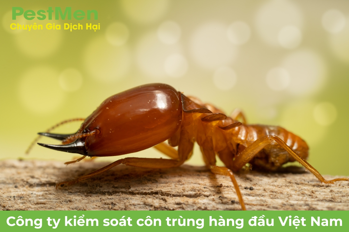 Mối