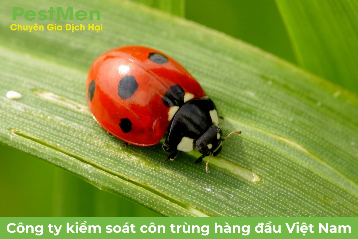 Các loài bọ