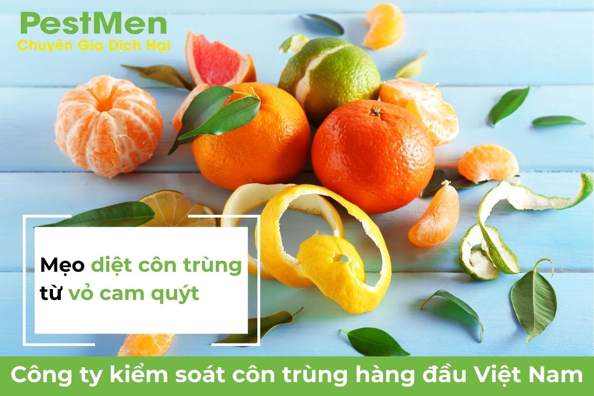 Có 3 cách để tận dụng vỏ cam quýt tiêu diệt côn trùng như: