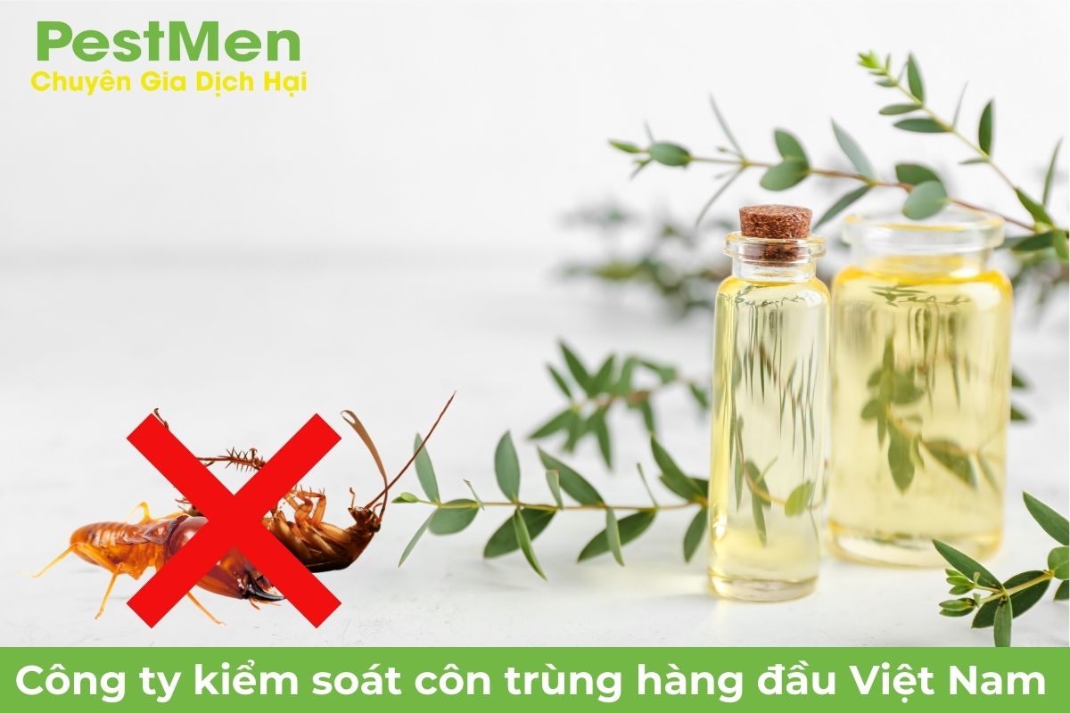 Sử dụng tinh dầu khuynh diệp