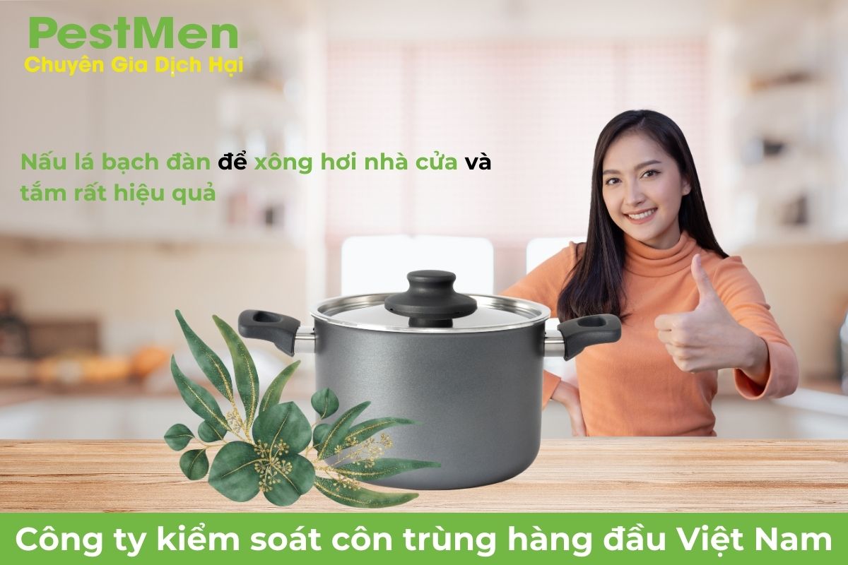 Diệt côn trùng bằng lá bạch đàn