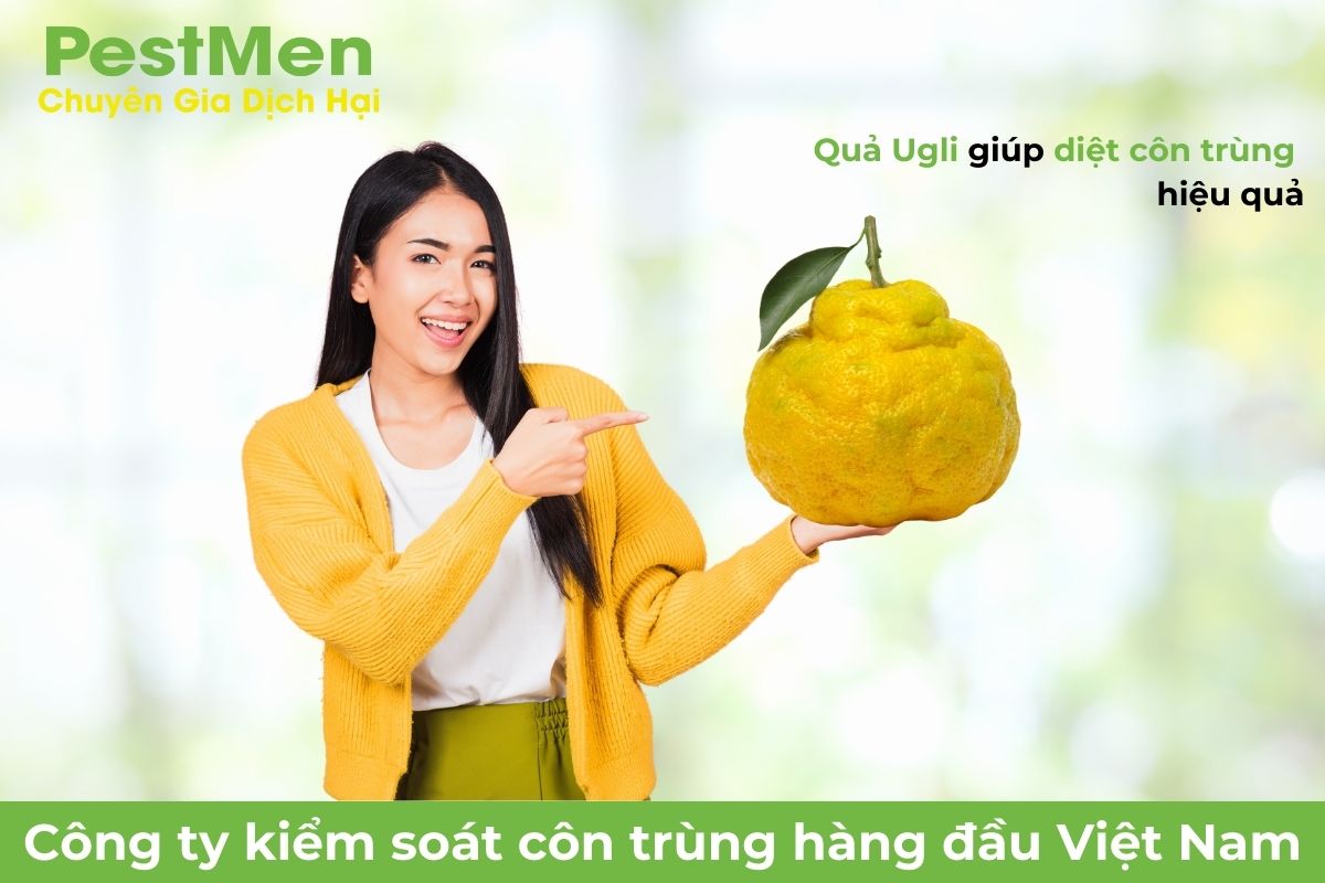 Tận dụng quả Ugli