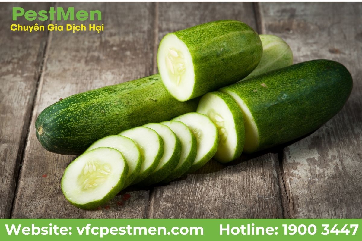 Dưa leo giúp diệt côn trùng
