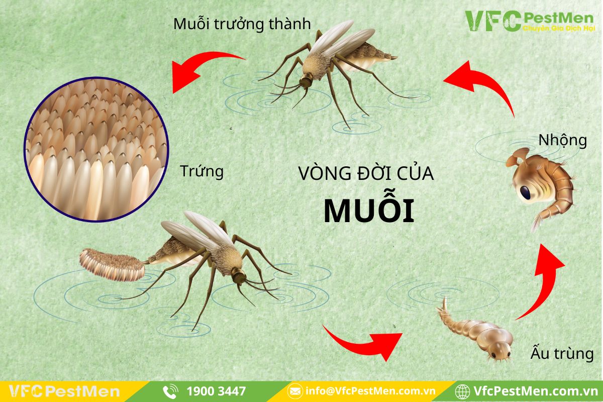 Vòng đời của loài muỗi