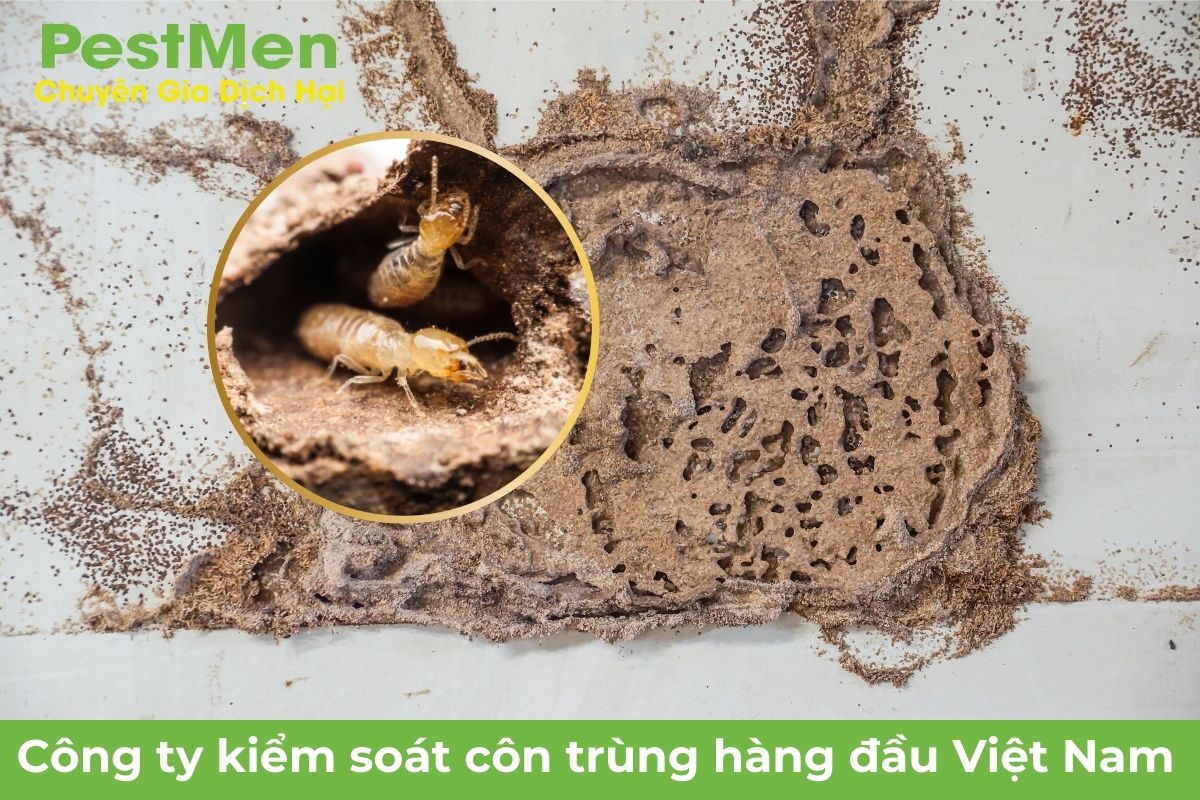 Tổng Quan Về Loài Mối Đất
