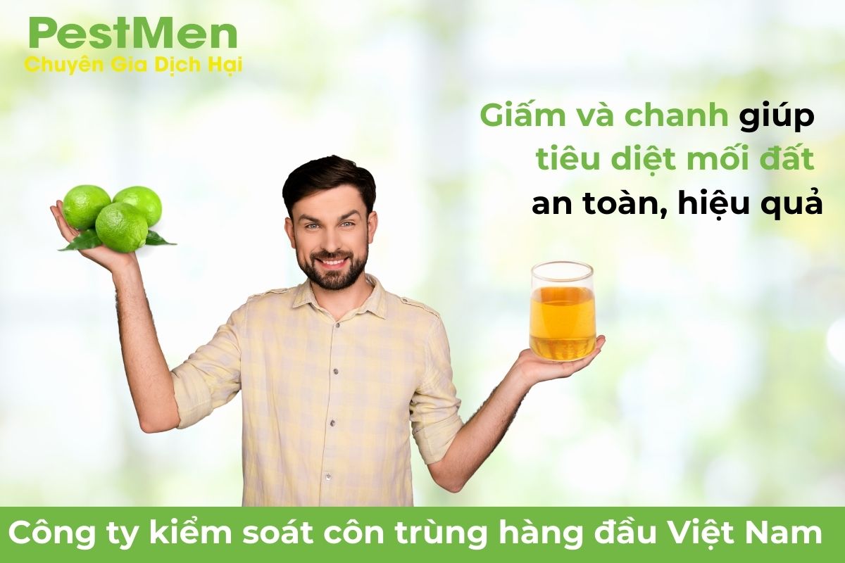 Diệt Mối Đất Đơn Giản Bằng Giấm Và Chanh