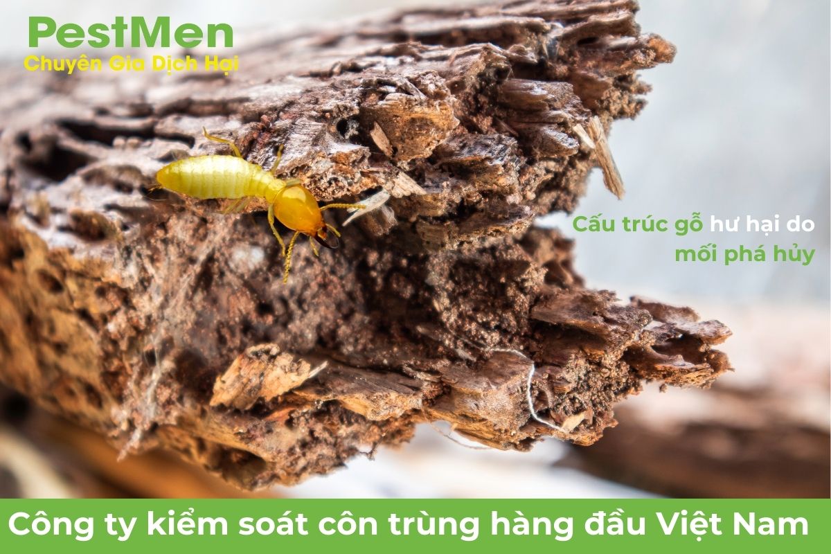 Đồ Gỗ Bị Hư Hại