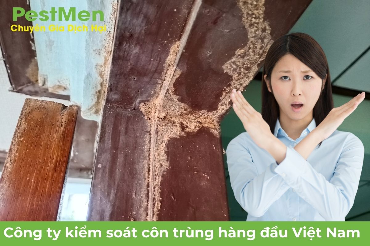 Loại Bỏ Những Yếu Tố Thu Hút Mối Đất