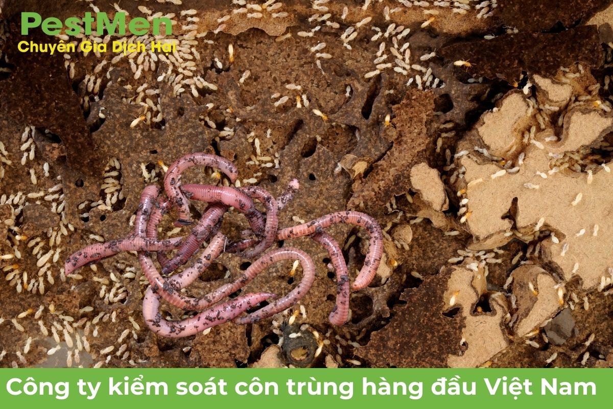 Sử Dụng Thiên Địch