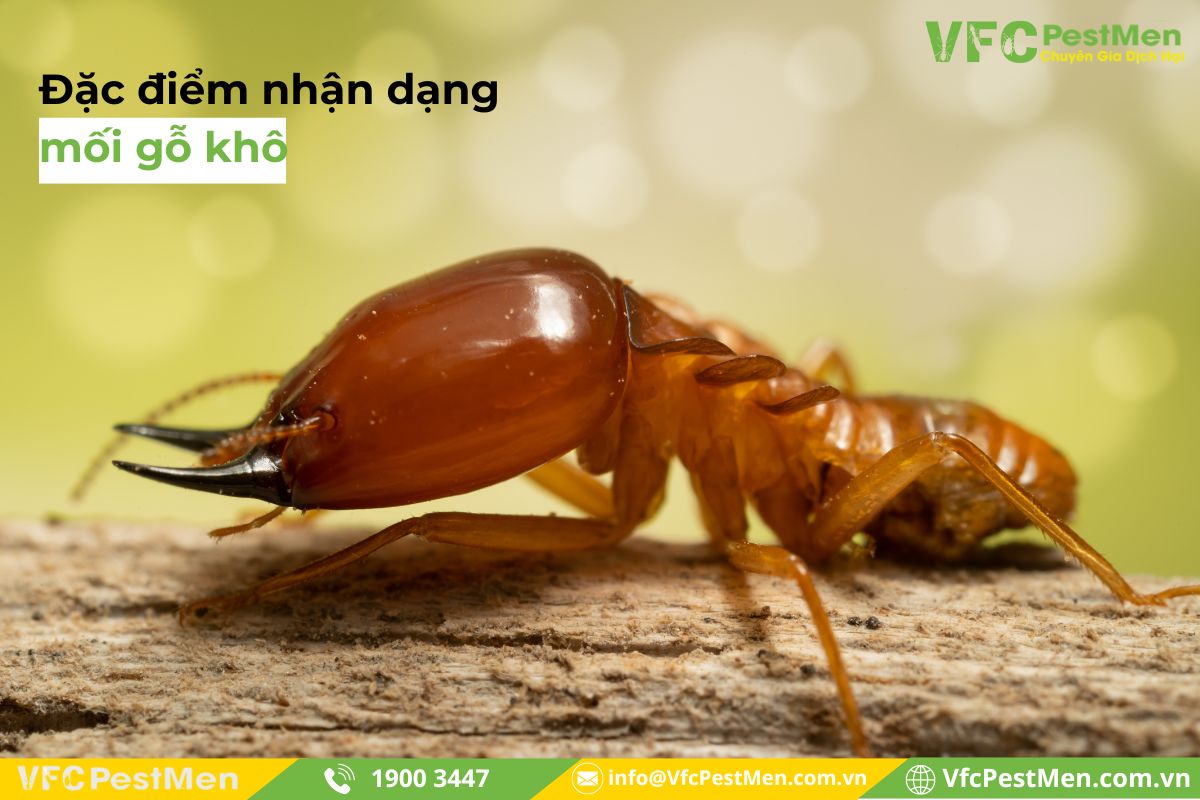 Mối Gỗ Khô Là Gì? Đặc Điểm Nhận Dạng Mối Gỗ Khô