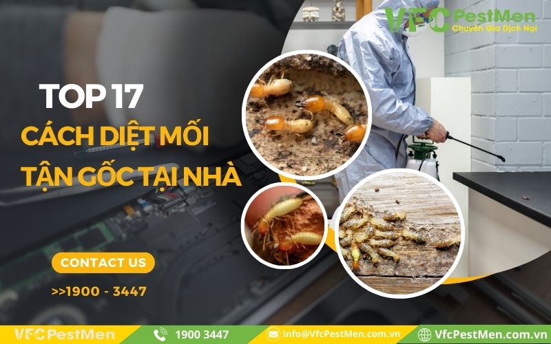 Gợi ý top 17 cách diệt mối tận gốc tại nhà hiệu quả nhất