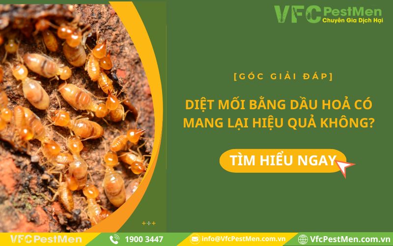 [Góc giải đáp] Diệt mối bằng dầu hoả có mang lại hiệu quả không?