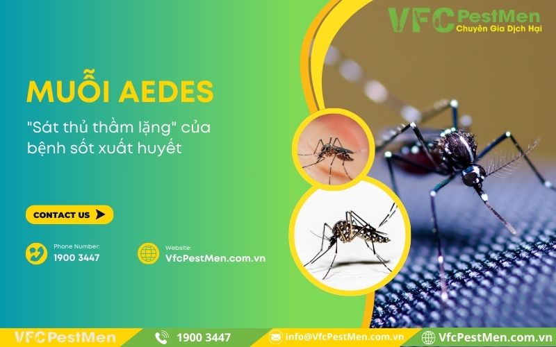 Muỗi Aedes (Muỗi vằn) - "Sát thủ thầm lặng" của bệnh sốt xuất huyết