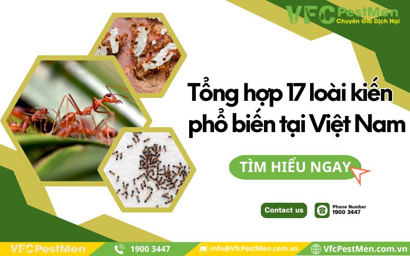 17 loài kiến phổ biến tại Việt Nam