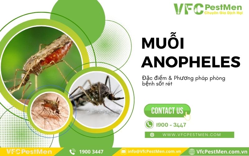 Muỗi Anopheles - Đặc điểm & Phương pháp phòng bệnh sốt rét