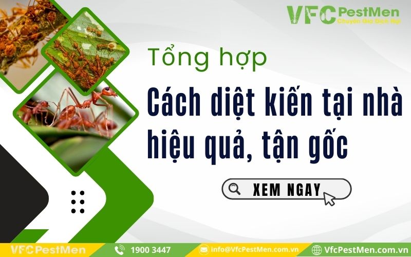 23 cách diệt kiến