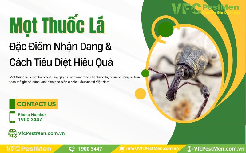 Mọt thuốc lá