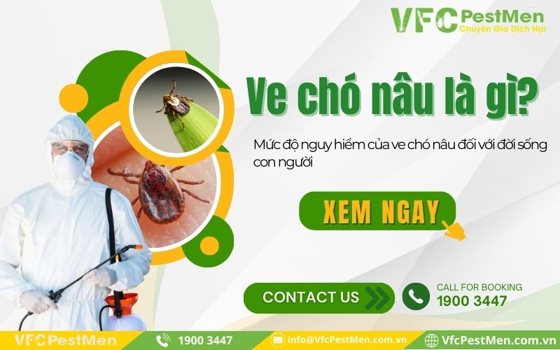 Ve chó nâu là gì? Mức độ nguy hiểm của ve chó nâu đối với đời sống con người