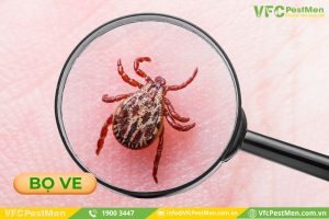 Bọ ve là gì?