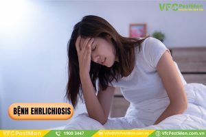 Bệnh Ehrlichiosis do vi khuẩn Ehrlichia chaffeensis gây ra