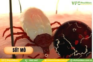 Chứng bệnh sốt mò