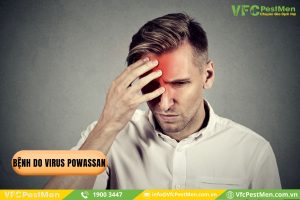Bệnh do virus Powassan lây truyền do bọ ve chân đen, ve sóc và ve chó