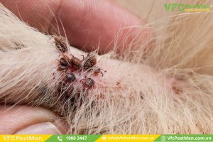 Bọ ve là loài ký sinh, hút máu để sinh sống và phát triển