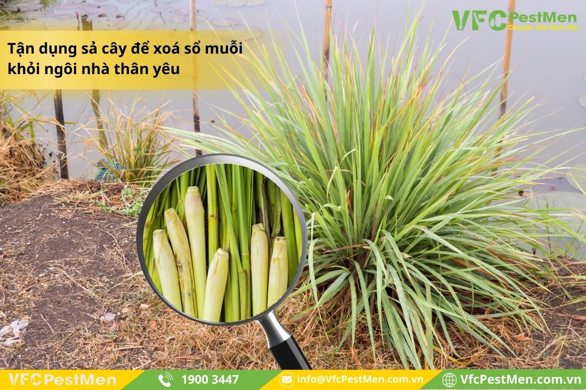 Sử dụng sả cây