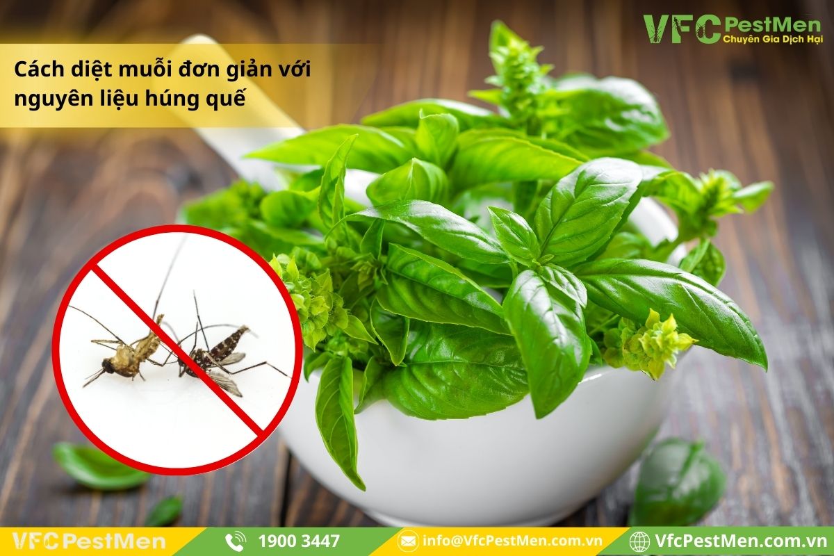 Dùng nguyên liệu húng quế