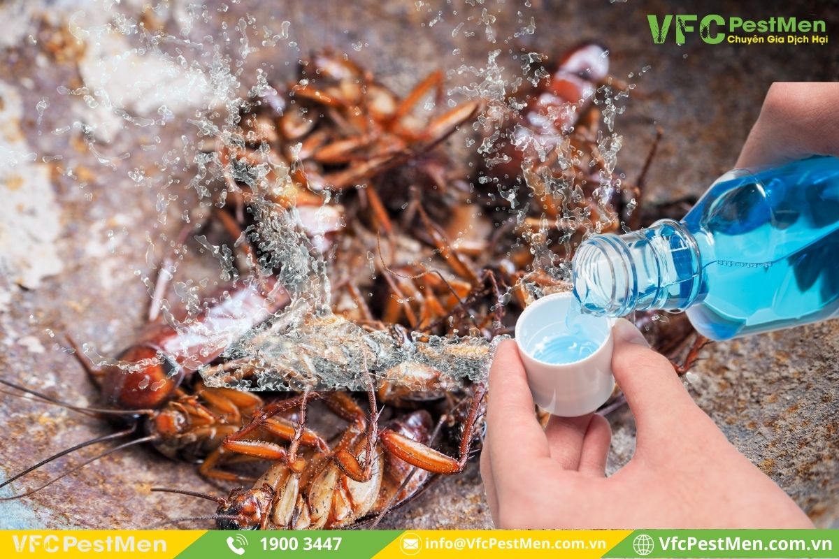 Diệt gián bằng nước súc miệng Listerine