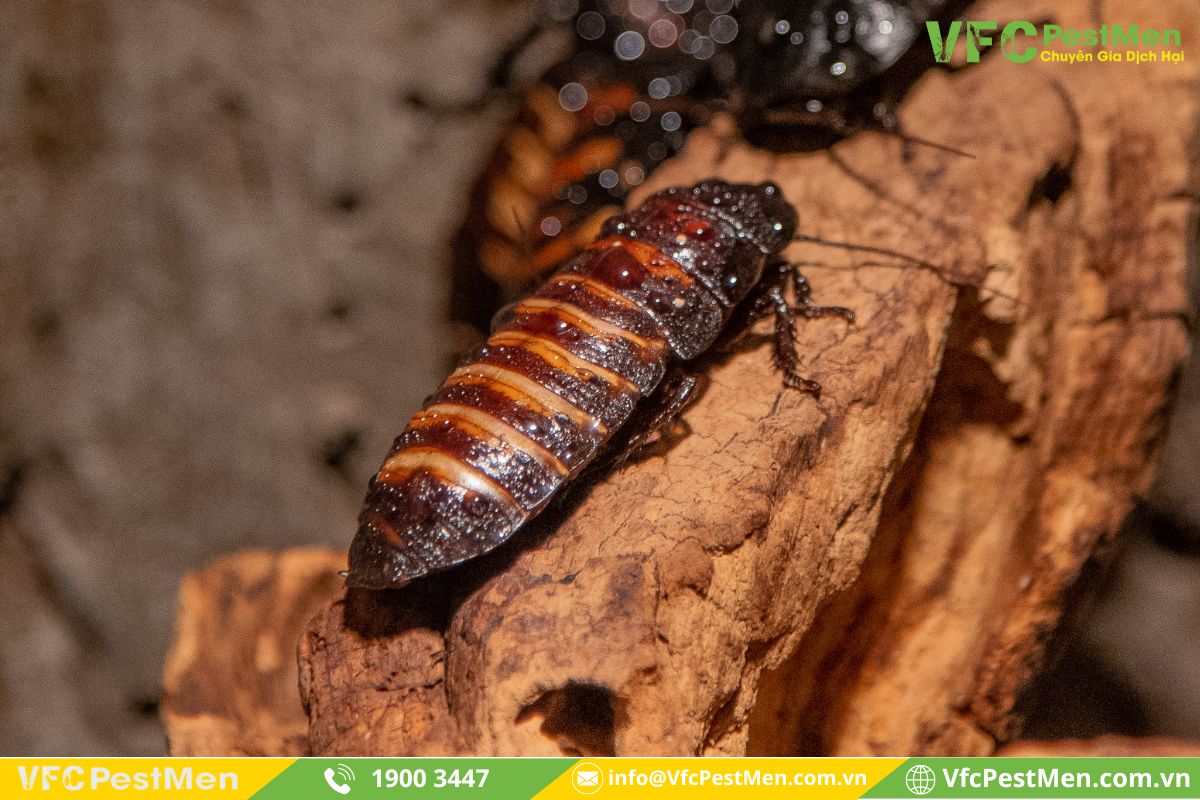 Gián sọc nâu