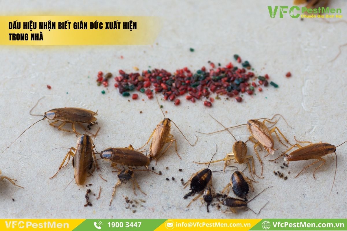 Các dấu hiệu nhận thấy có gián Đức trong nhà