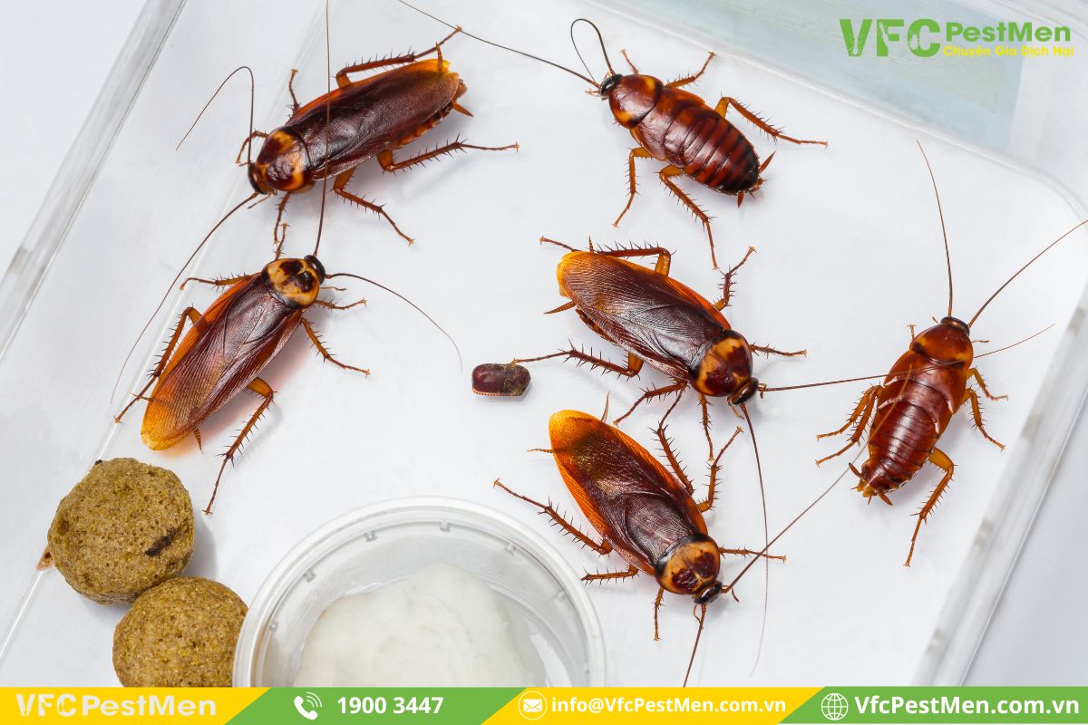 Tổng quan về gián