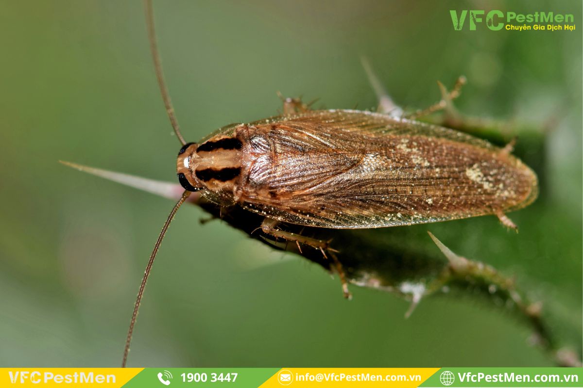 Gián Đức