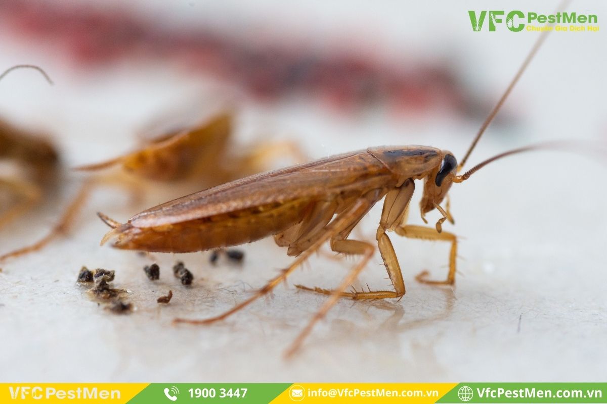 Tốc độ sinh sản