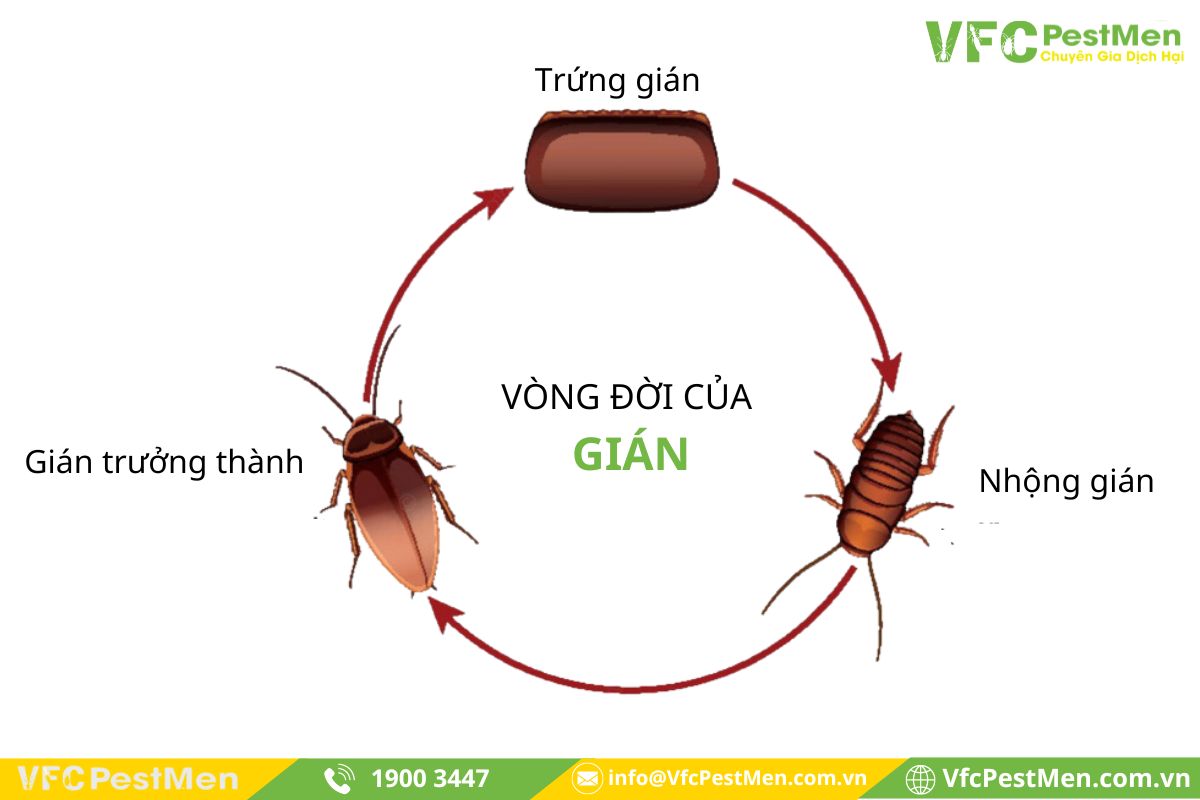 Vòng đời của gián