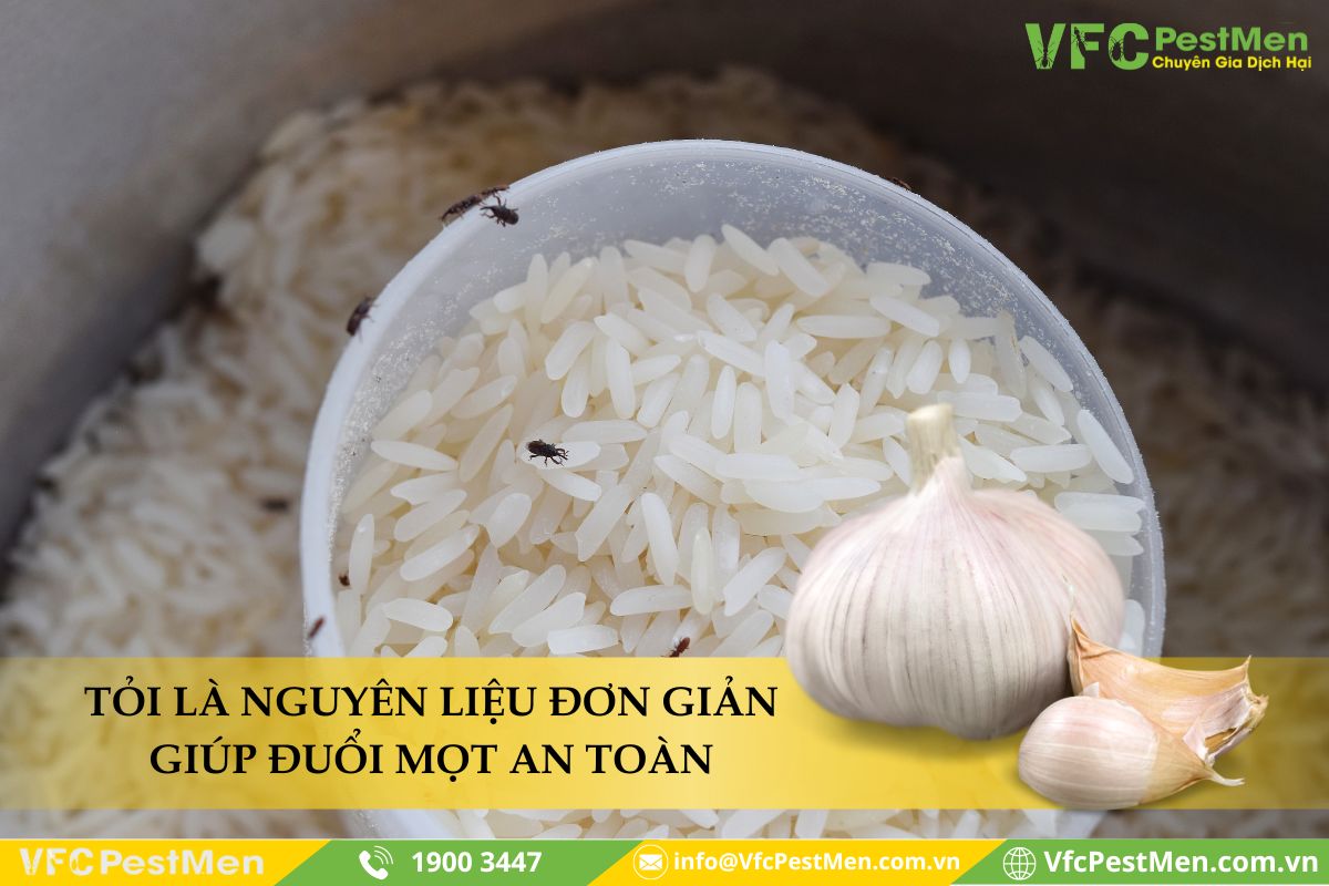 Sử dụng tỏi