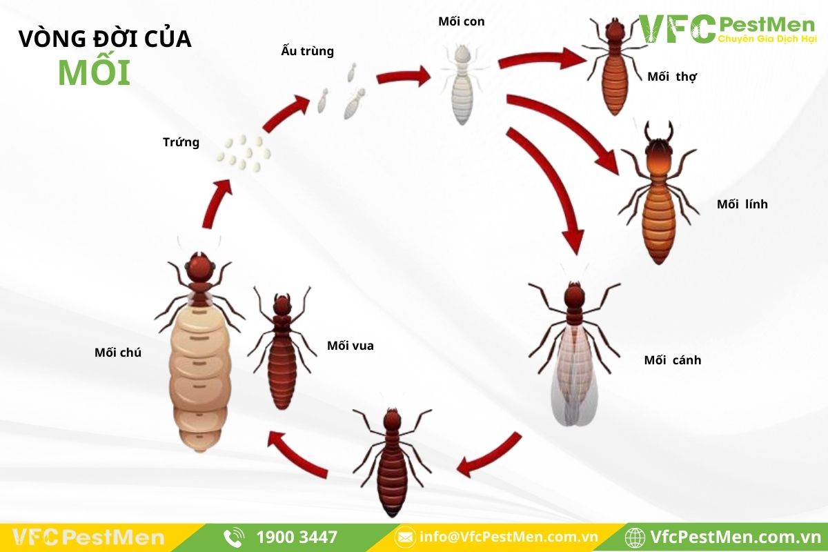 Tuổi thọ của con mối