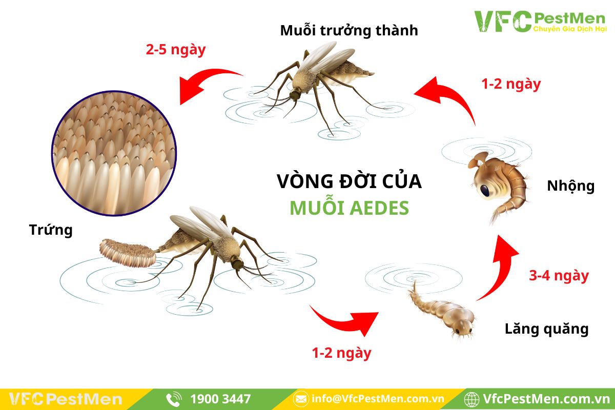 Đặc điểm ngoại hình của muỗi Aedes aegypti