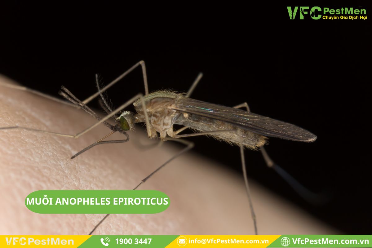 Muỗi Anopheles epiroticus