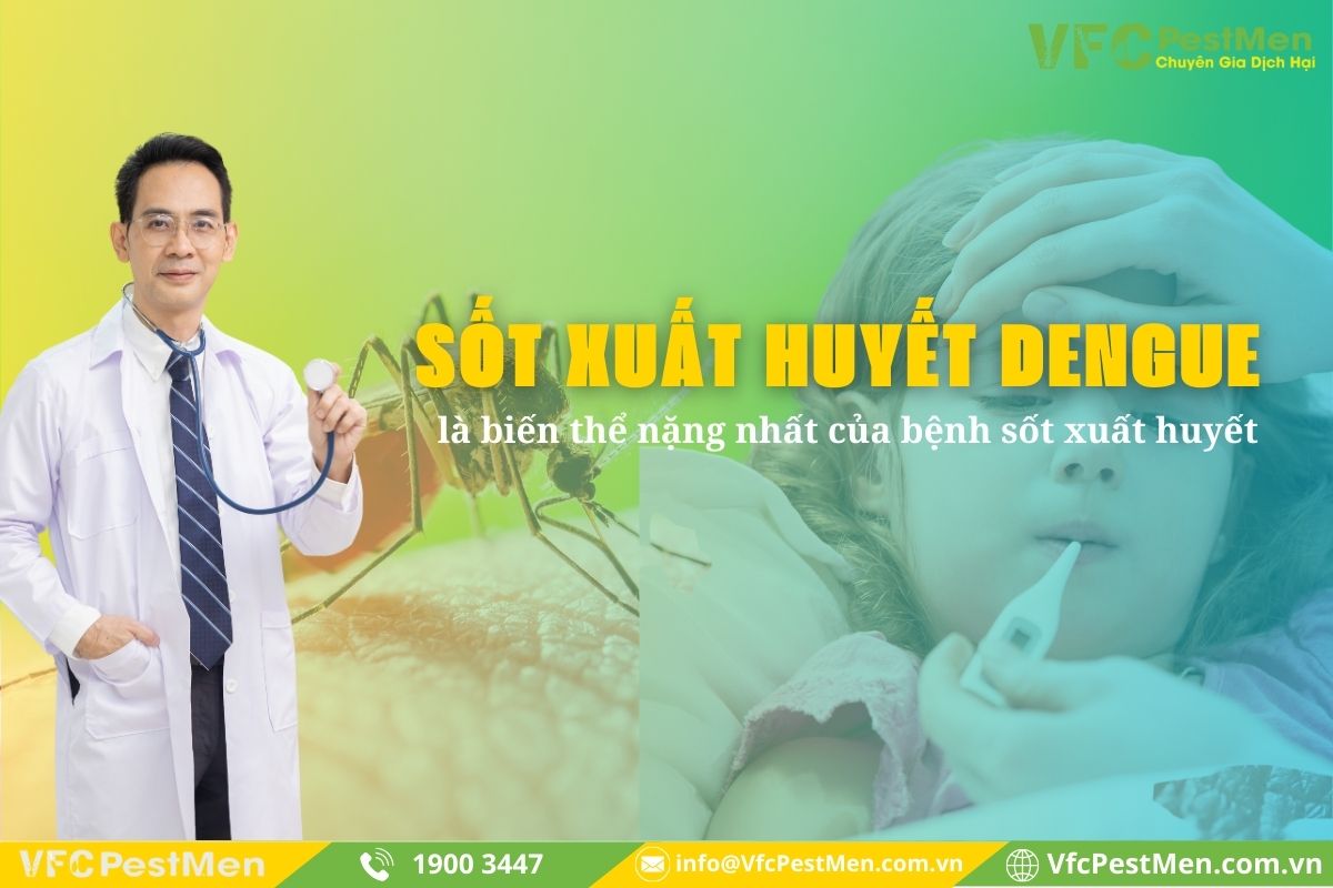 Sốt xuất huyết Dengue là gì?