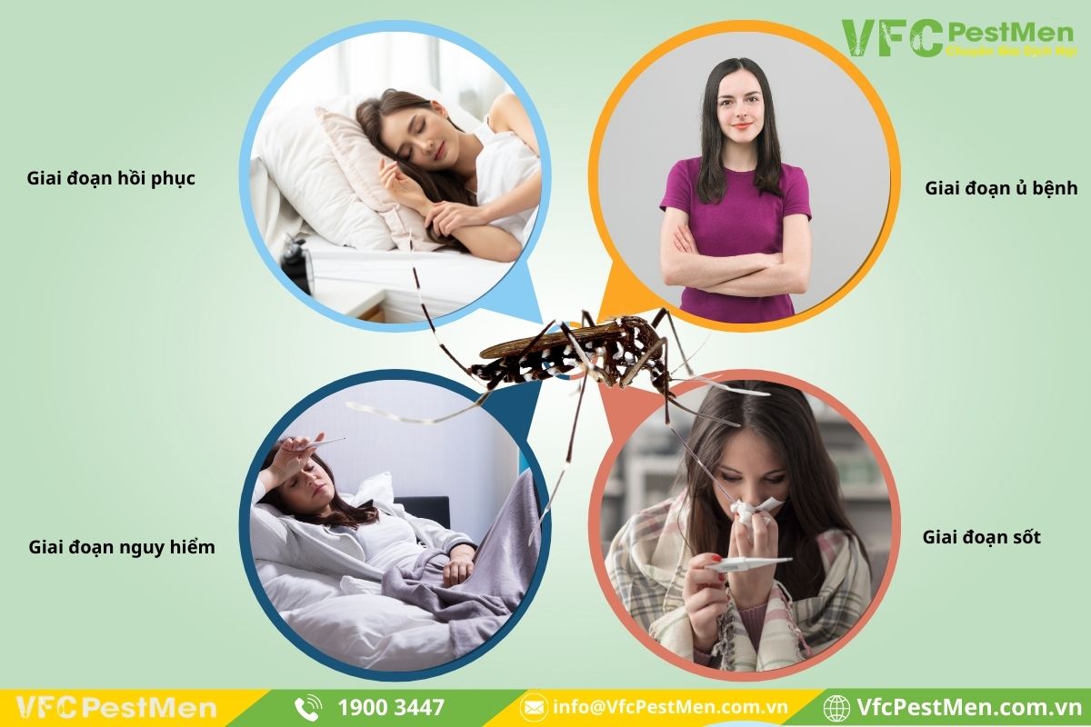 4 giai đoạn phát bệnh sốt xuất huyết Dengue